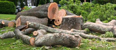 Products For Dead Tree Removals in use