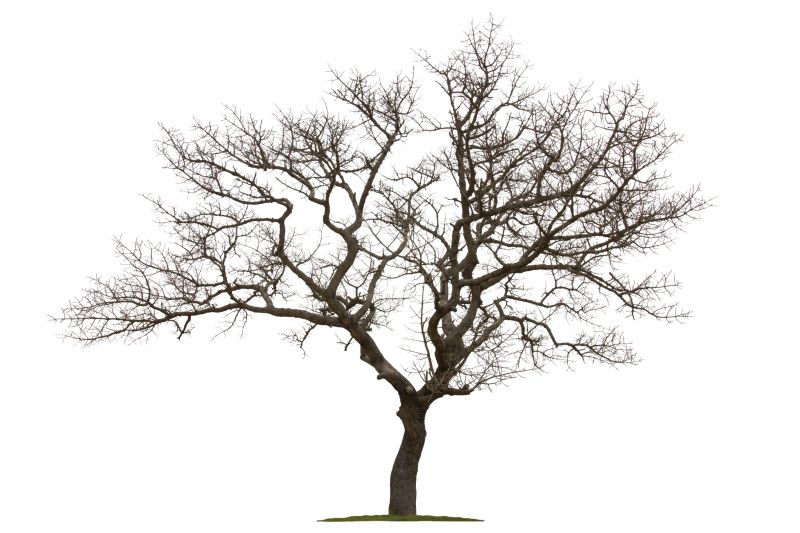 Protects Healthy Trees and Plants