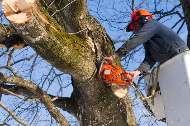 Local Dead Tree Removal pros at work