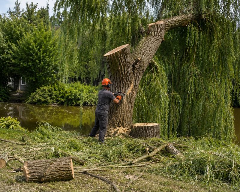 Dogwood Tree Removal in Duluth, MN